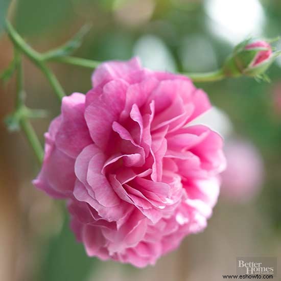 Flores comestibles casi demasiado bonitas para comer 