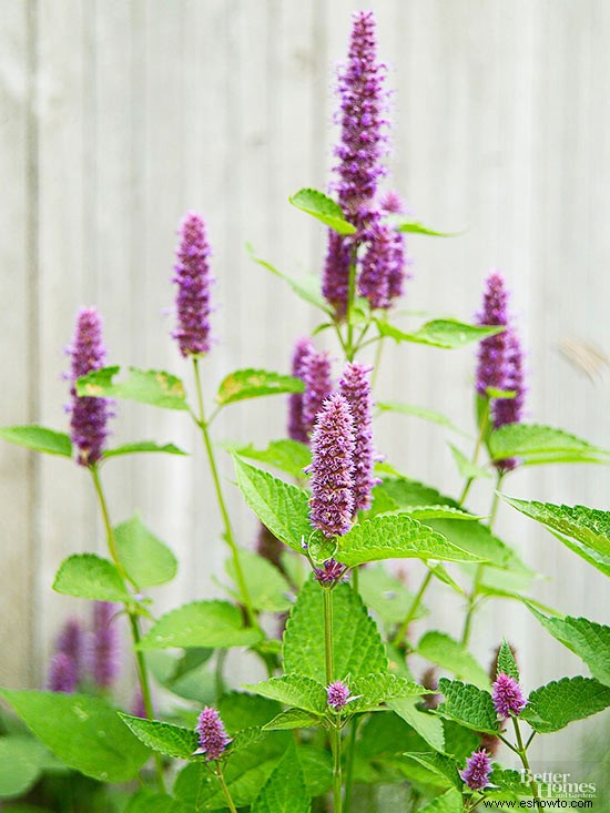 Flores comestibles casi demasiado bonitas para comer 