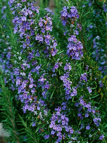 Flores comestibles casi demasiado bonitas para comer 