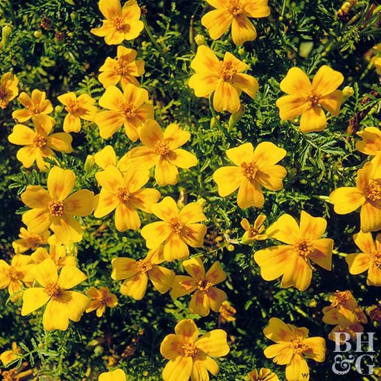 Flores comestibles casi demasiado bonitas para comer 