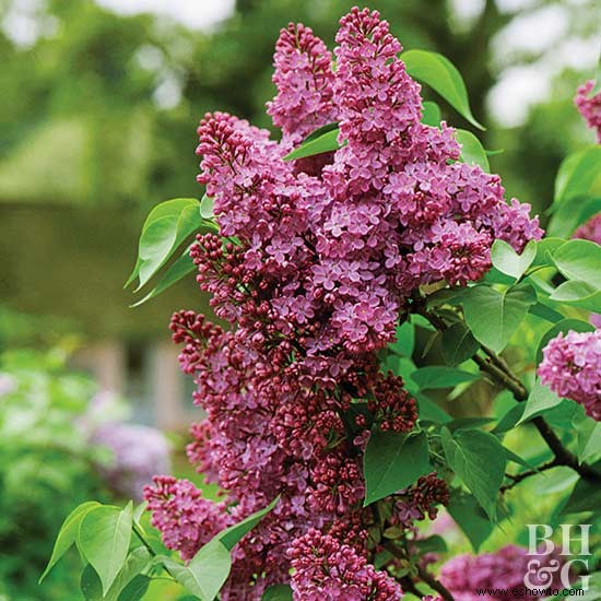 Flores comestibles casi demasiado bonitas para comer 