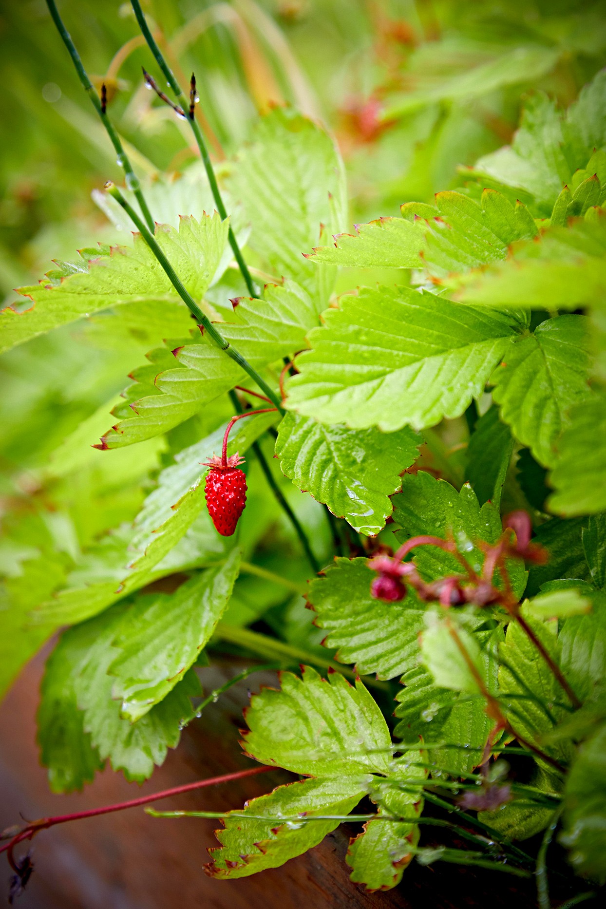 Cómo cultivar fresas deliciosas que sabrán mucho mejor que las que se compran en la tienda 