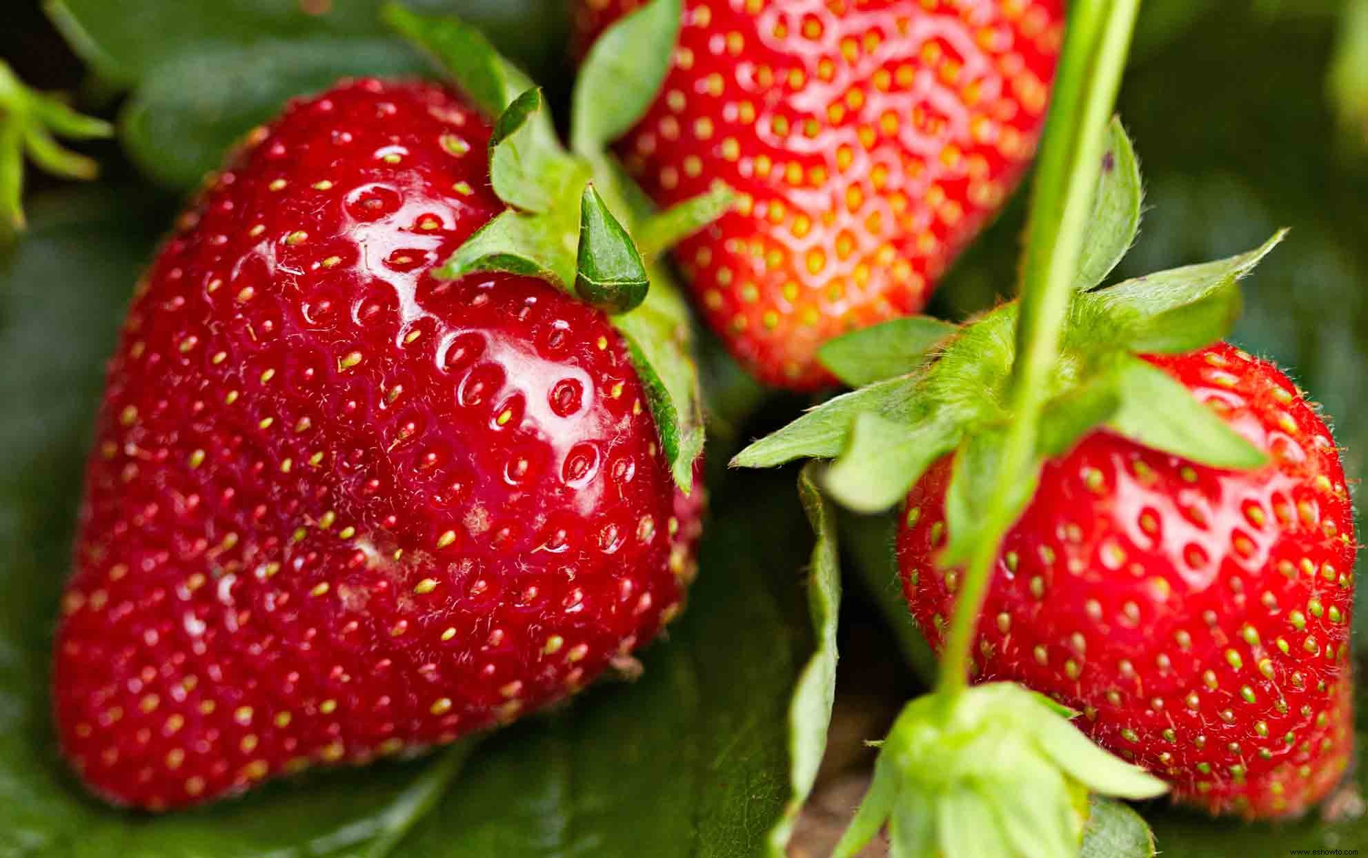 Cómo cultivar fresas deliciosas que sabrán mucho mejor que las que se compran en la tienda 