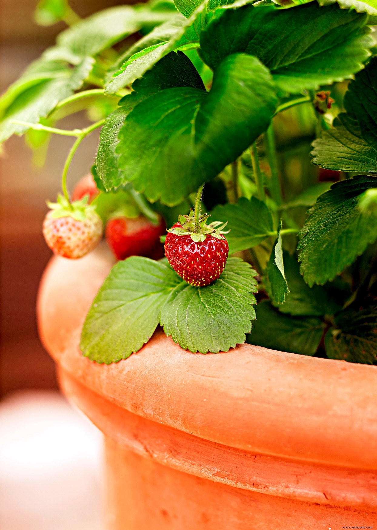 Cómo cultivar fresas deliciosas que sabrán mucho mejor que las que se compran en la tienda 