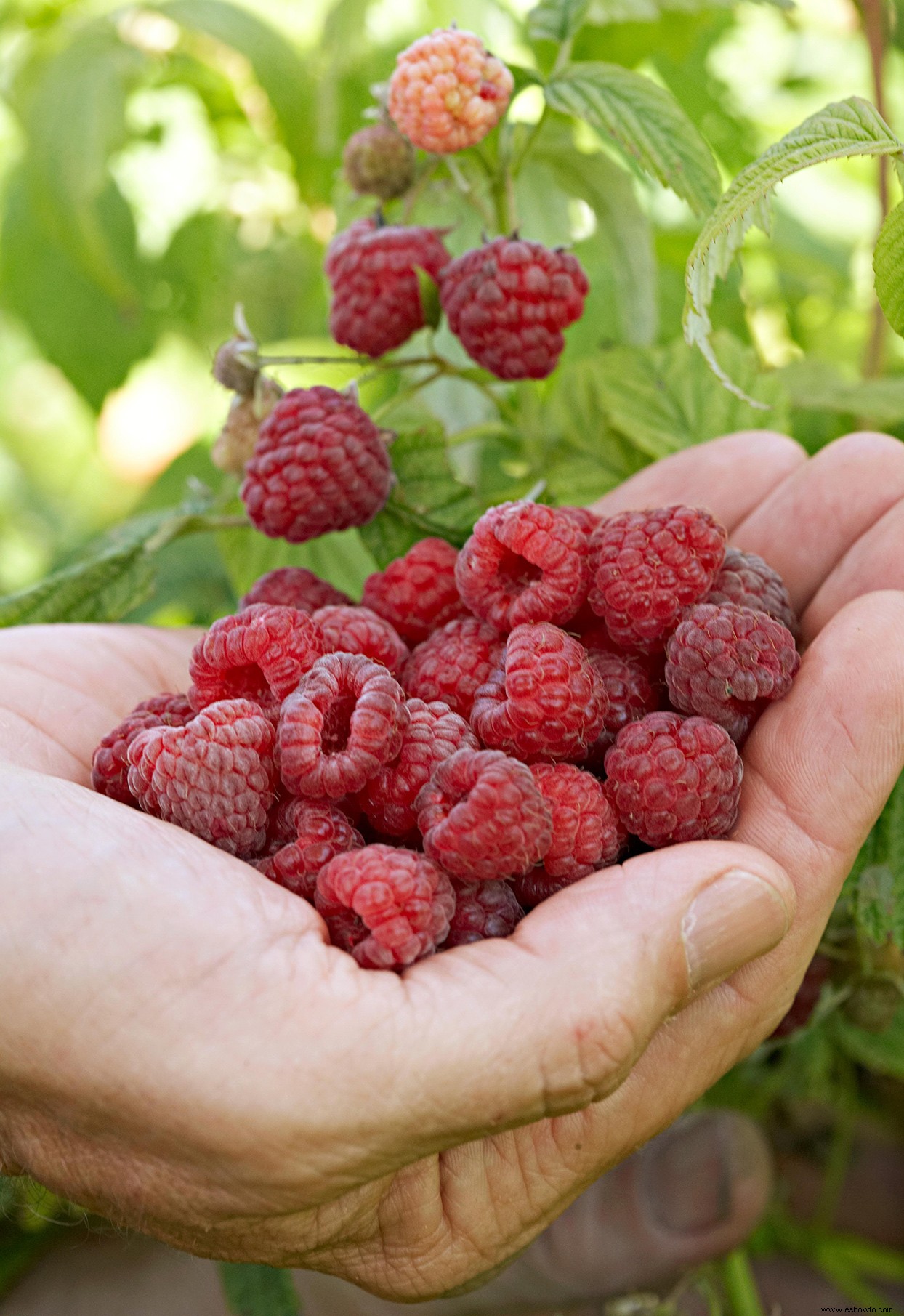 Cómo cultivar frambuesas para obtener la fruta más jugosa que probarás este verano 