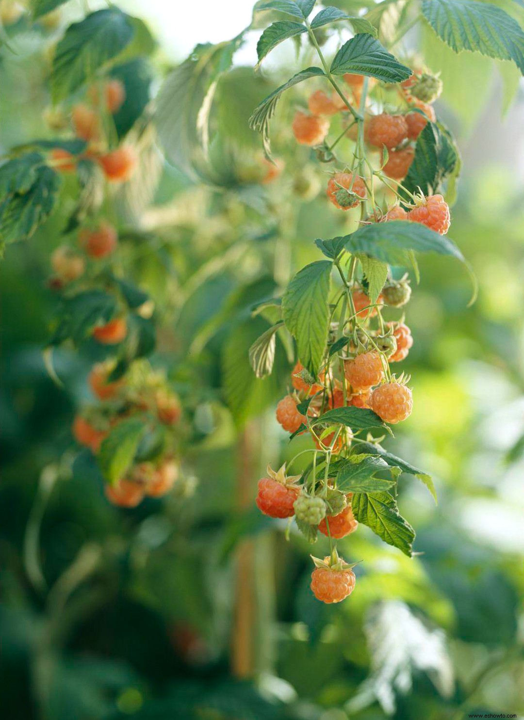Cómo cultivar frambuesas para obtener la fruta más jugosa que probarás este verano 