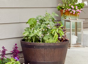 Guía Completa para Cultivar Verduras en Contenedores: Consejos Expertos para un Jardín Abundante