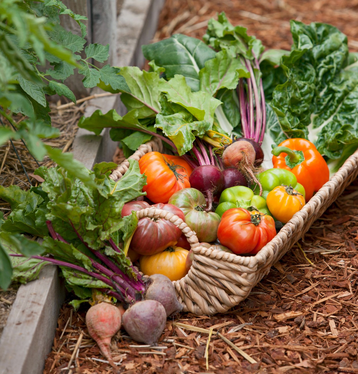 Cómo cultivar verduras en contenedores para un jardín abundante 