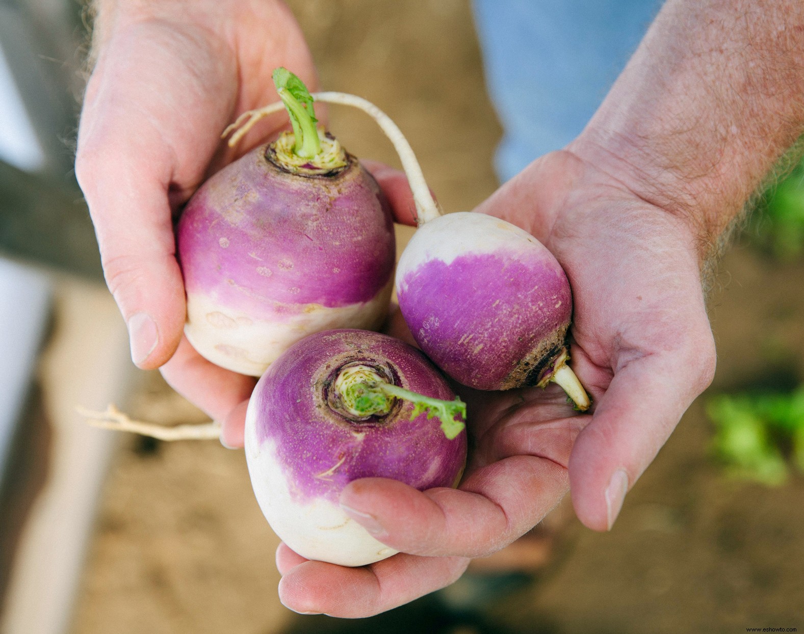 Cómo cultivar verduras en contenedores para un jardín abundante 