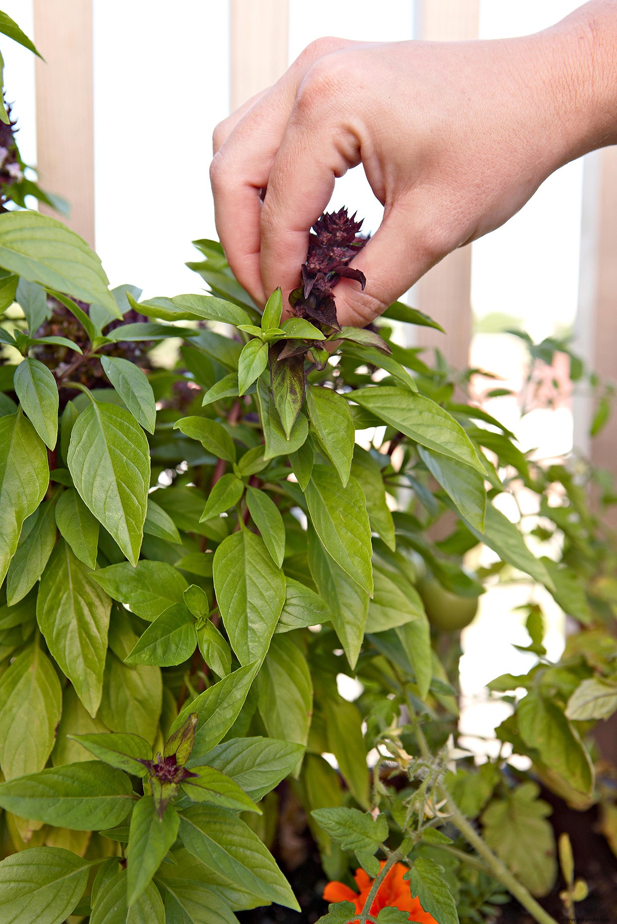 13 hierbas para llenar sus jardines en contenedores con sabores y aromas frescos 