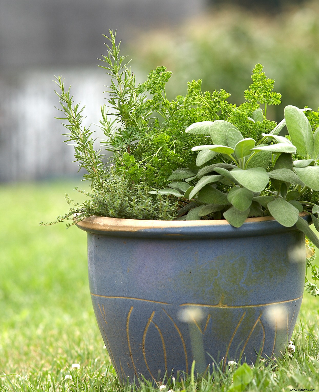 13 hierbas para llenar sus jardines en contenedores con sabores y aromas frescos 