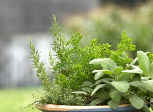 13 hierbas ideales para cultivar en macetas: sabores y aromas frescos en tu terraza o balcón