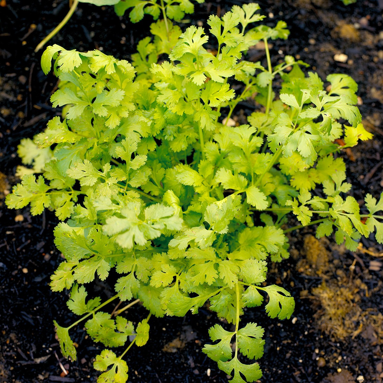 13 hierbas para llenar sus jardines en contenedores con sabores y aromas frescos 