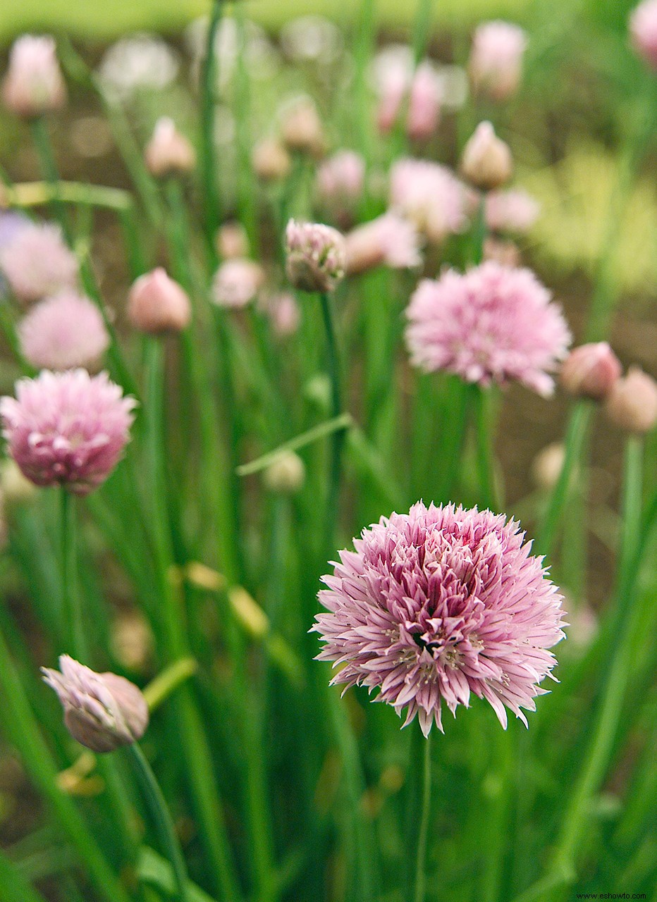 13 hierbas para llenar sus jardines en contenedores con sabores y aromas frescos 