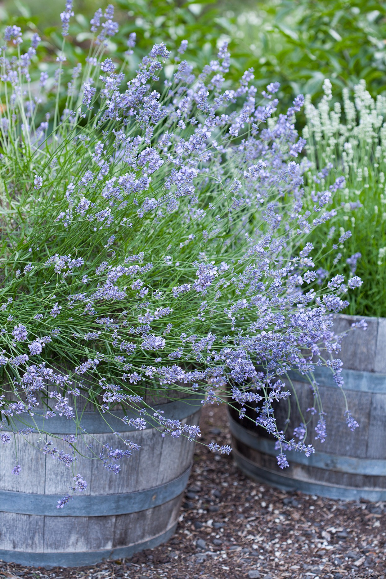 13 hierbas para llenar sus jardines en contenedores con sabores y aromas frescos 