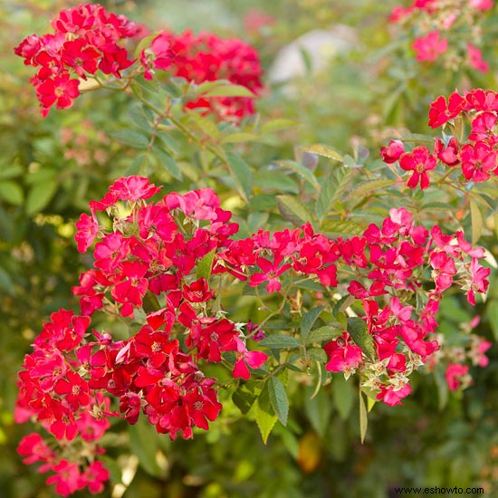 Lista de verificación del jardín de verano 