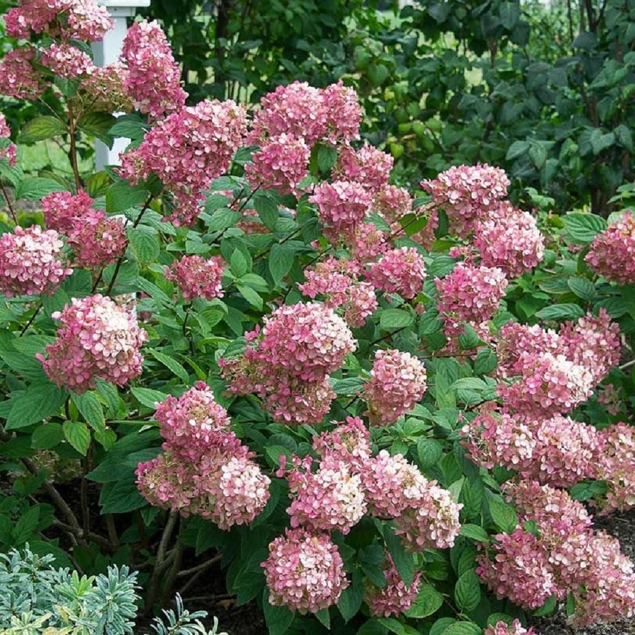 Cómo tener más flores de hortensia en tu jardín 