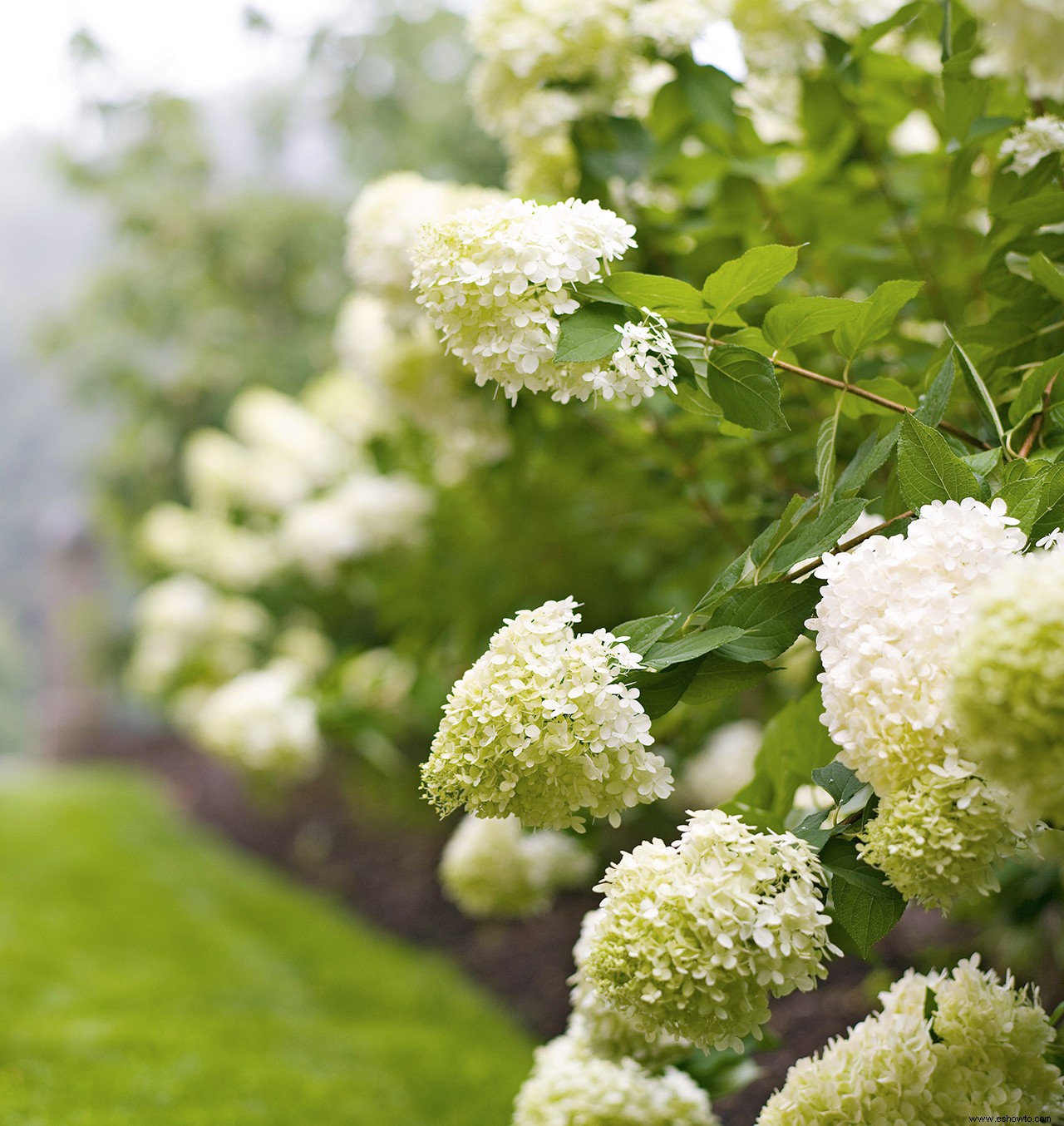 Cómo tener más flores de hortensia en tu jardín 