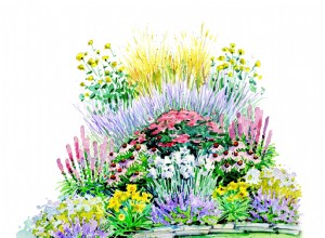 Plan de Jardín de Verano Fácil: Perennes Coloridas con Floración Continua Todo el Año