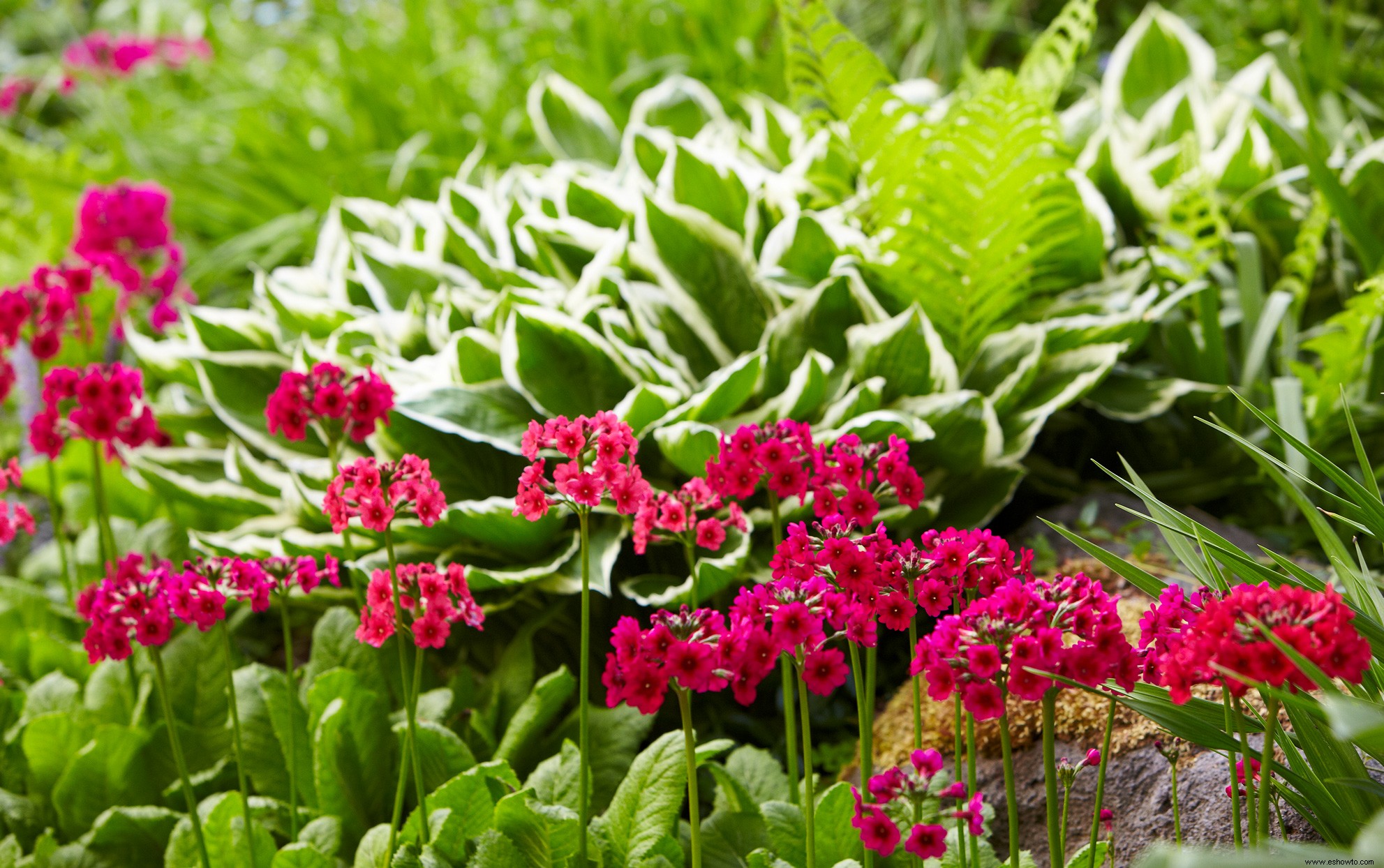 10 consejos de jardinería sostenible para hacer que su jardín sea más ecológico 