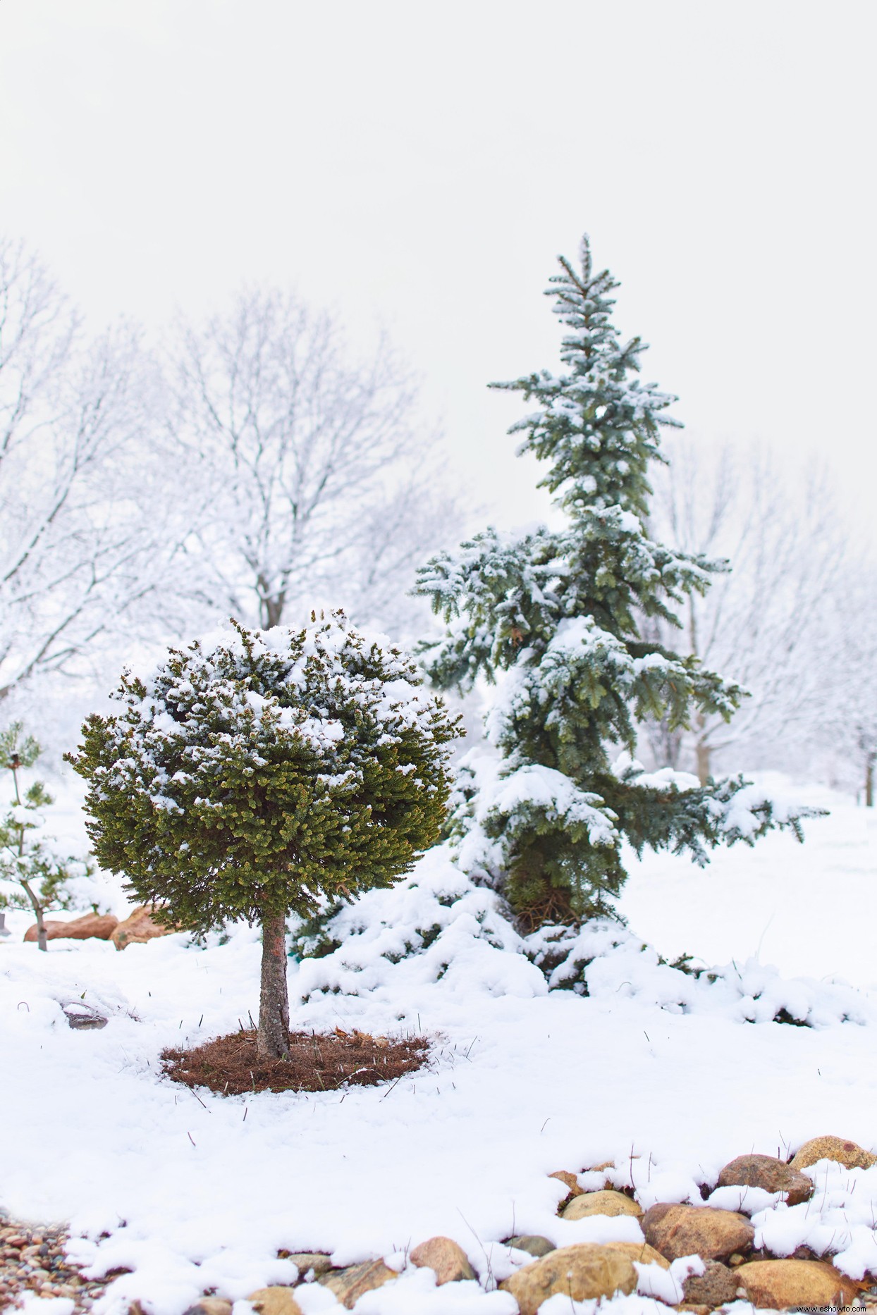 5 consejos de jardines de invierno para crear un paisaje espectacular en cualquier estación 