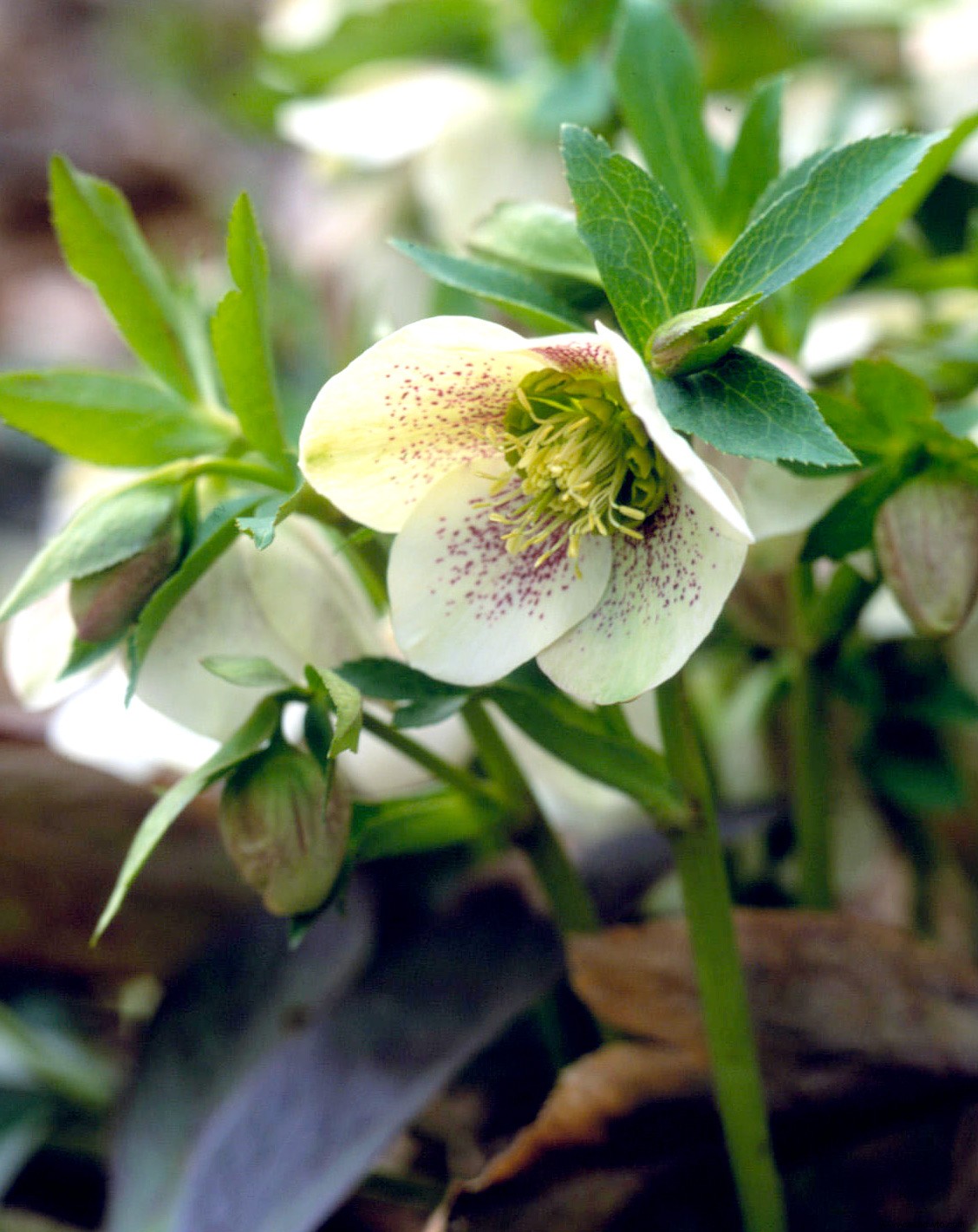 5 consejos de jardines de invierno para crear un paisaje espectacular en cualquier estación 