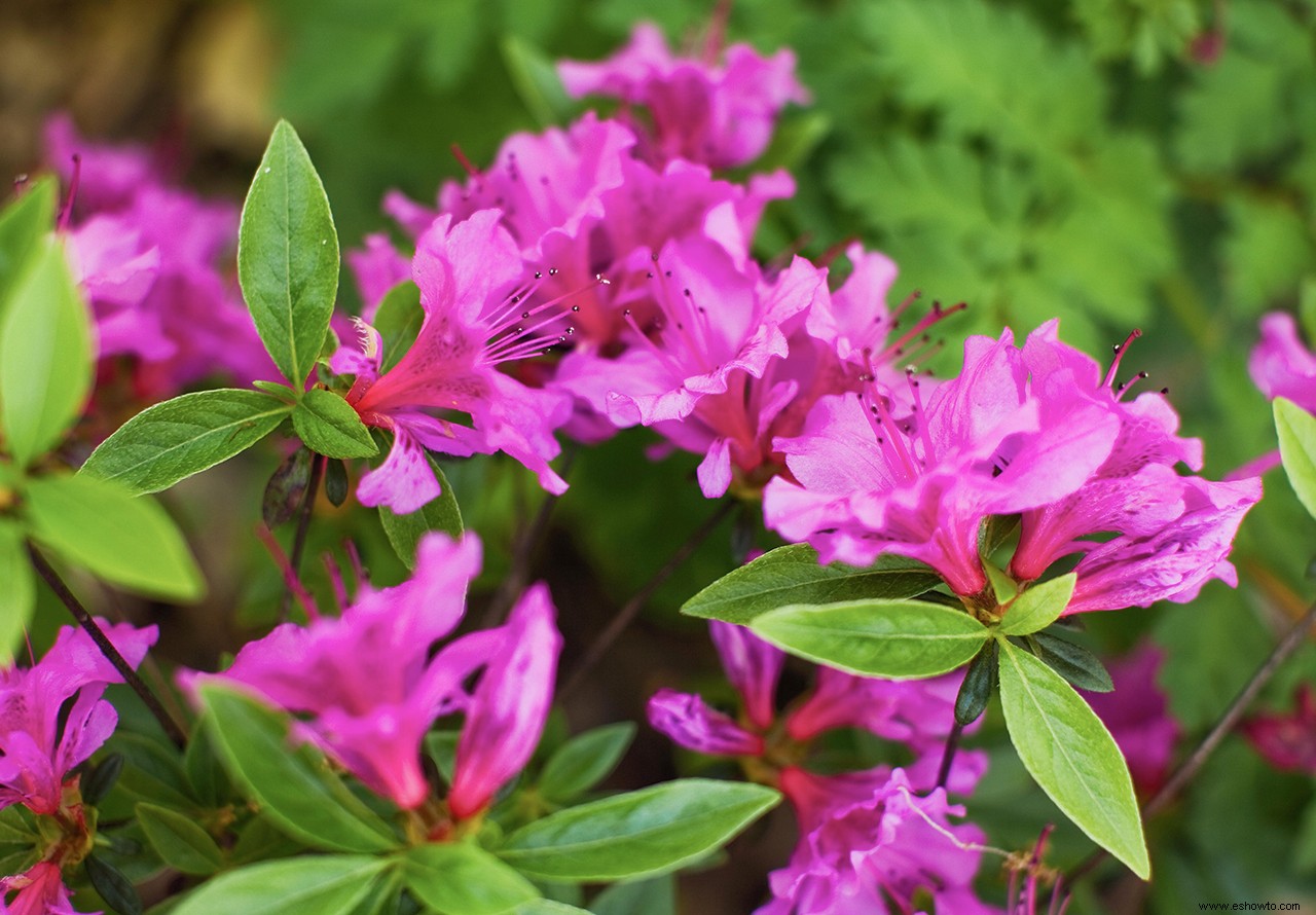 Los mejores arbustos en flor por temporada para crear un paisaje colorido durante todo el año 