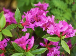 Los mejores arbustos florales por temporada: un jardín colorido todo el año
