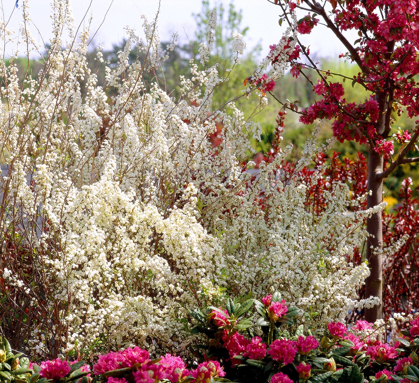 Los mejores arbustos en flor por temporada para crear un paisaje colorido durante todo el año 