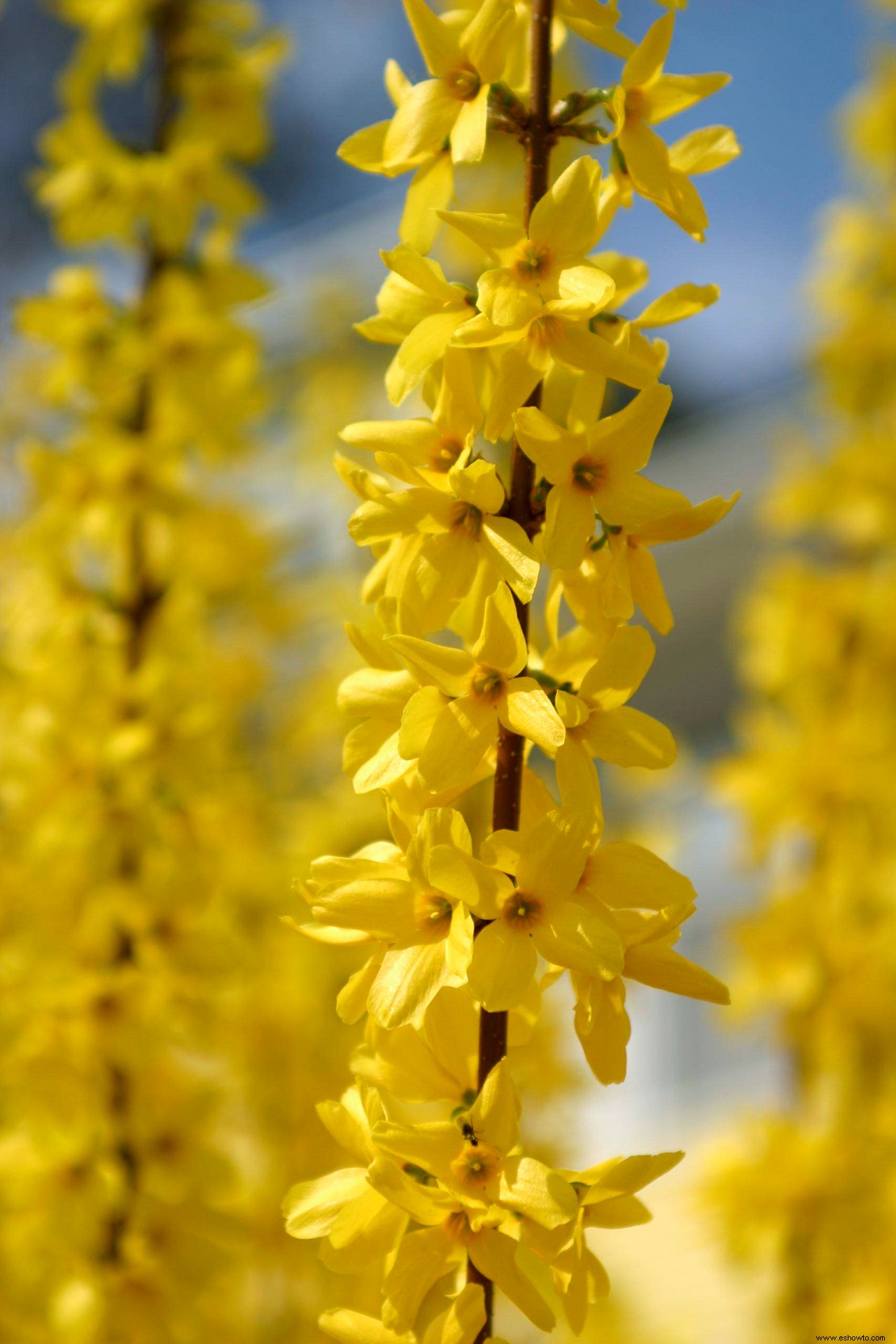 Los mejores arbustos en flor por temporada para crear un paisaje colorido durante todo el año 