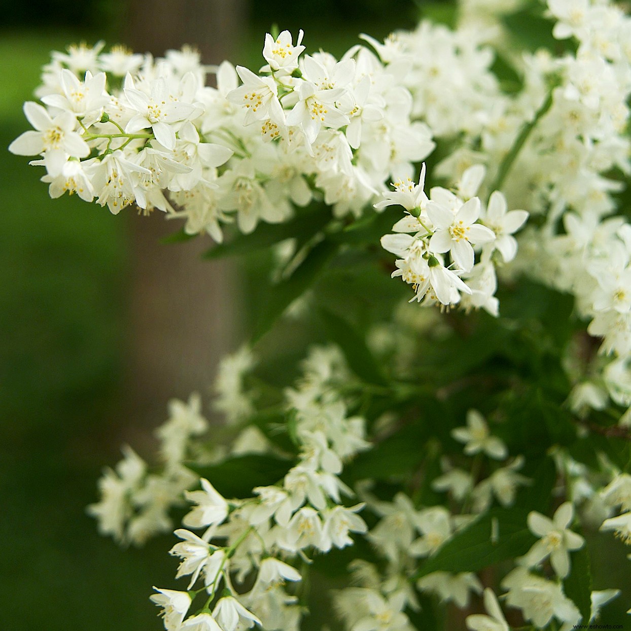 Los mejores arbustos en flor por temporada para crear un paisaje colorido durante todo el año 