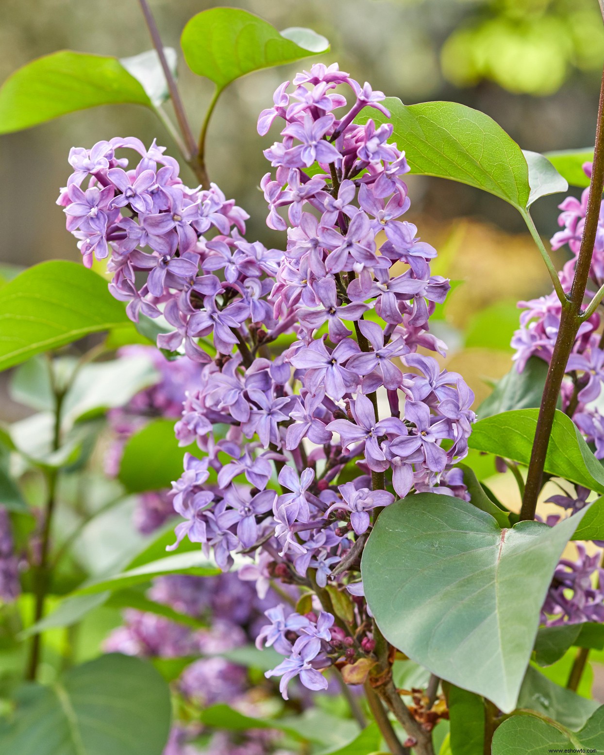 Los mejores arbustos en flor por temporada para crear un paisaje colorido durante todo el año 