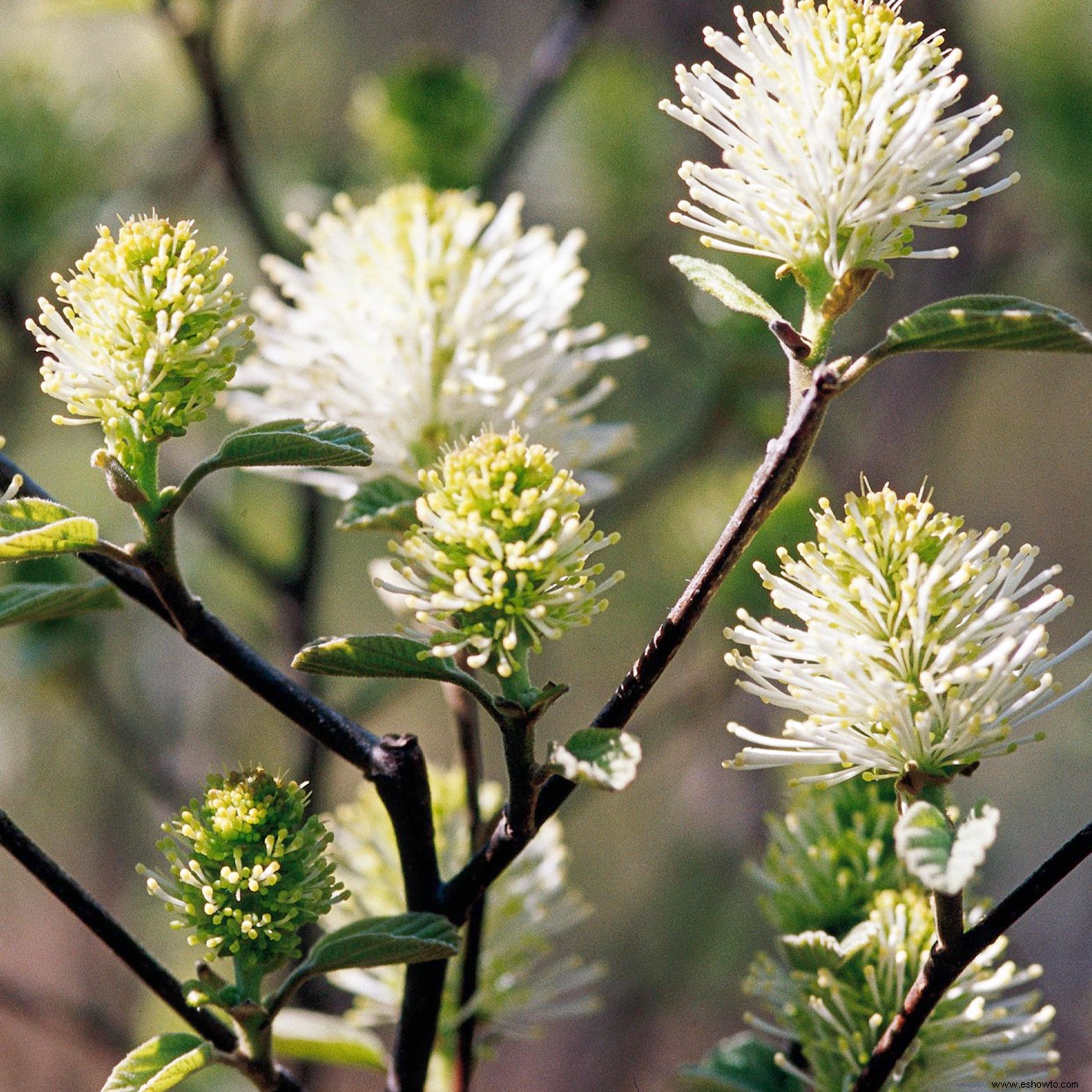 Los mejores arbustos en flor por temporada para crear un paisaje colorido durante todo el año 