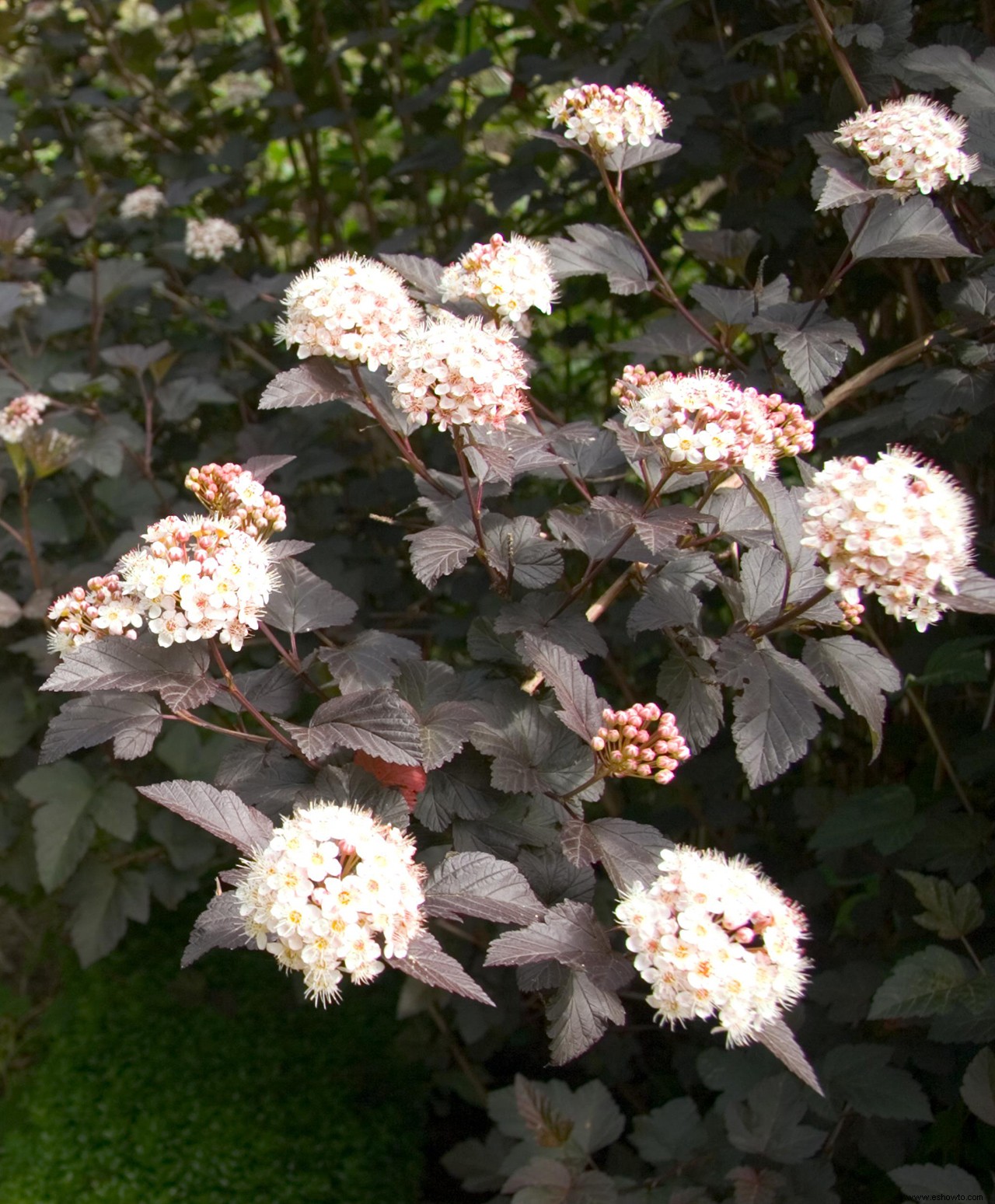 Los mejores arbustos en flor por temporada para crear un paisaje colorido durante todo el año 