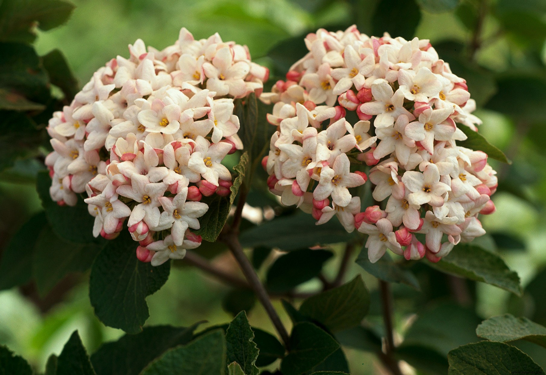 Los mejores arbustos en flor por temporada para crear un paisaje colorido durante todo el año 