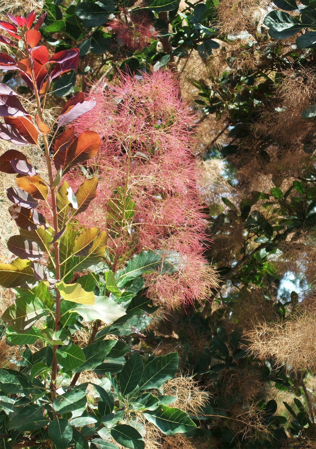 Los mejores arbustos en flor por temporada para crear un paisaje colorido durante todo el año 