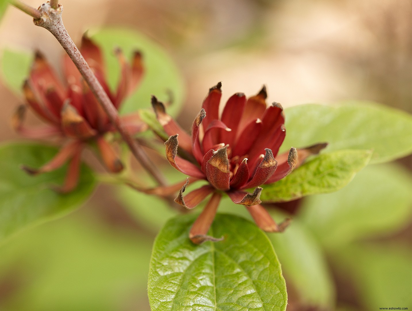 Los mejores arbustos en flor por temporada para crear un paisaje colorido durante todo el año 