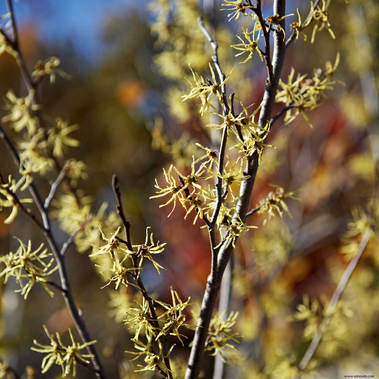 Los mejores arbustos en flor por temporada para crear un paisaje colorido durante todo el año 