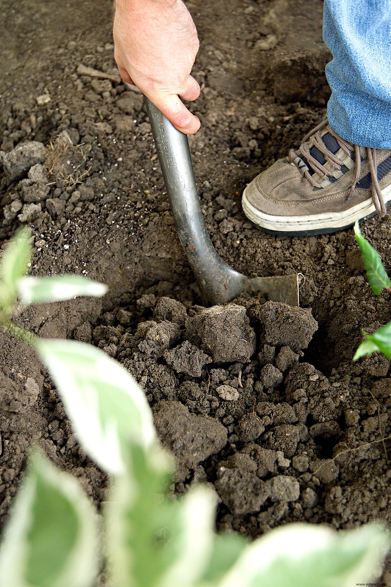 Guía de plantación de plantas perennes 