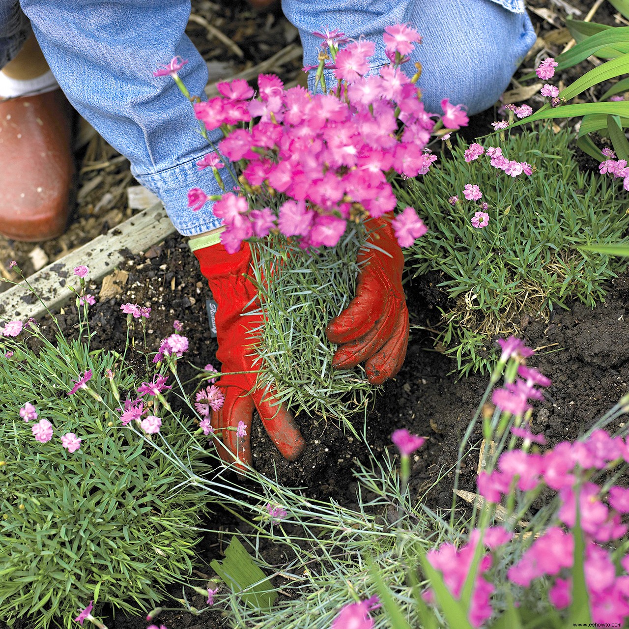 Guía de plantación de plantas perennes 