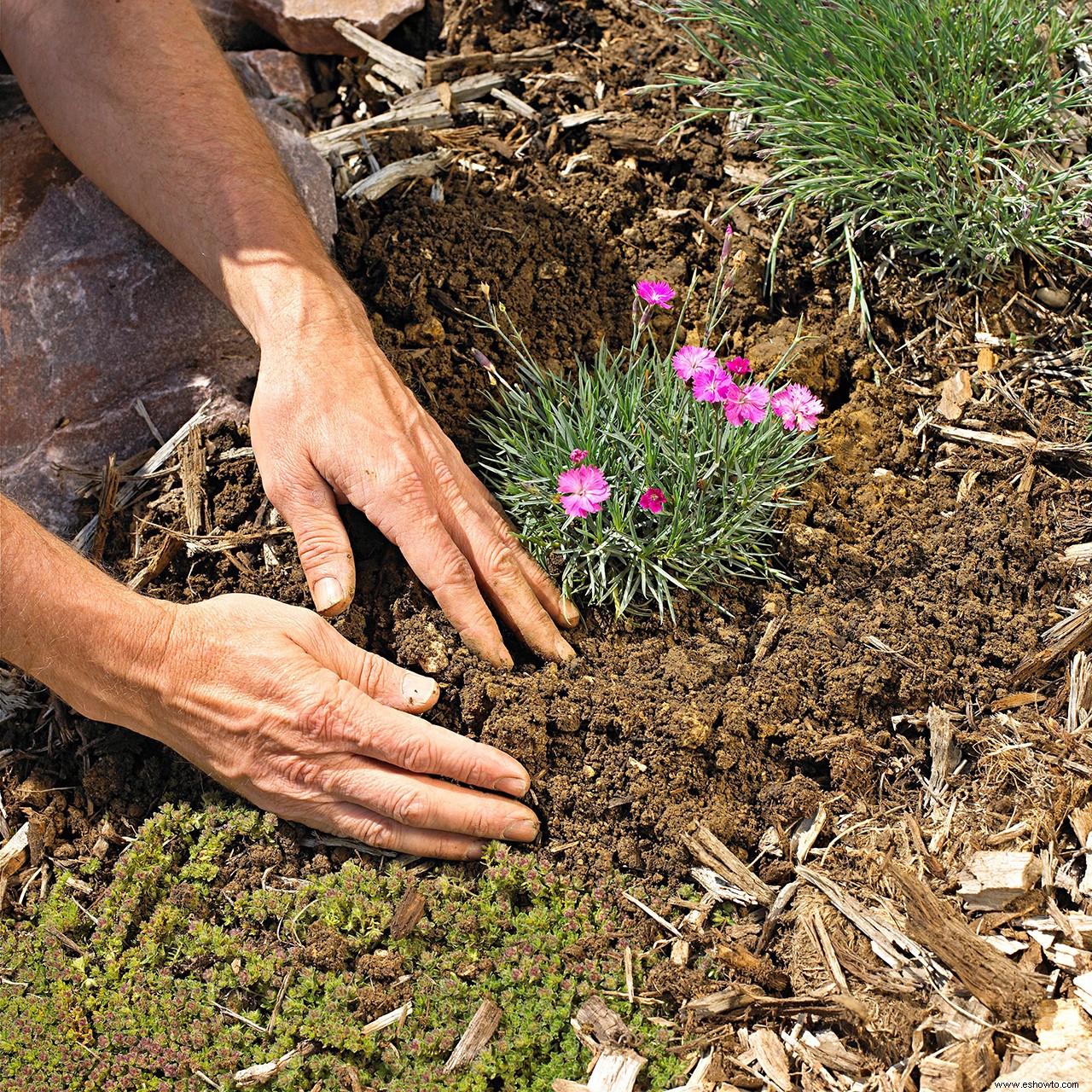 Guía de plantación de plantas perennes 