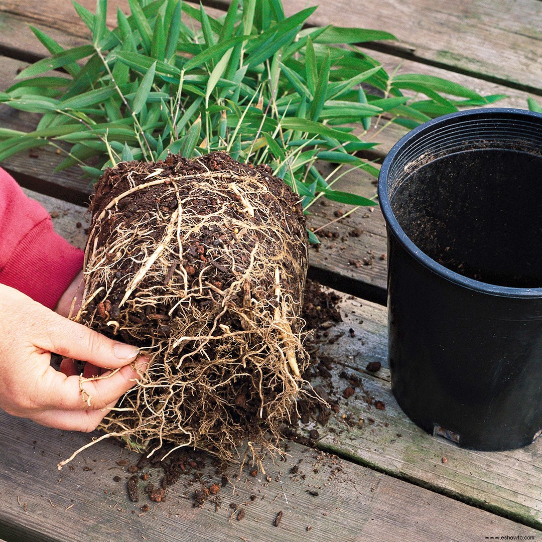 Guía de plantación de plantas perennes 