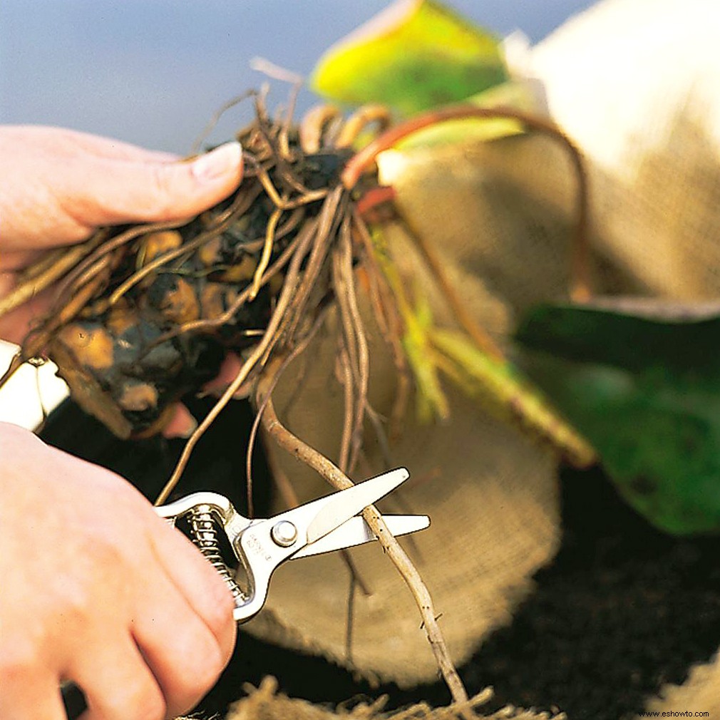 Guía de plantación de plantas perennes 