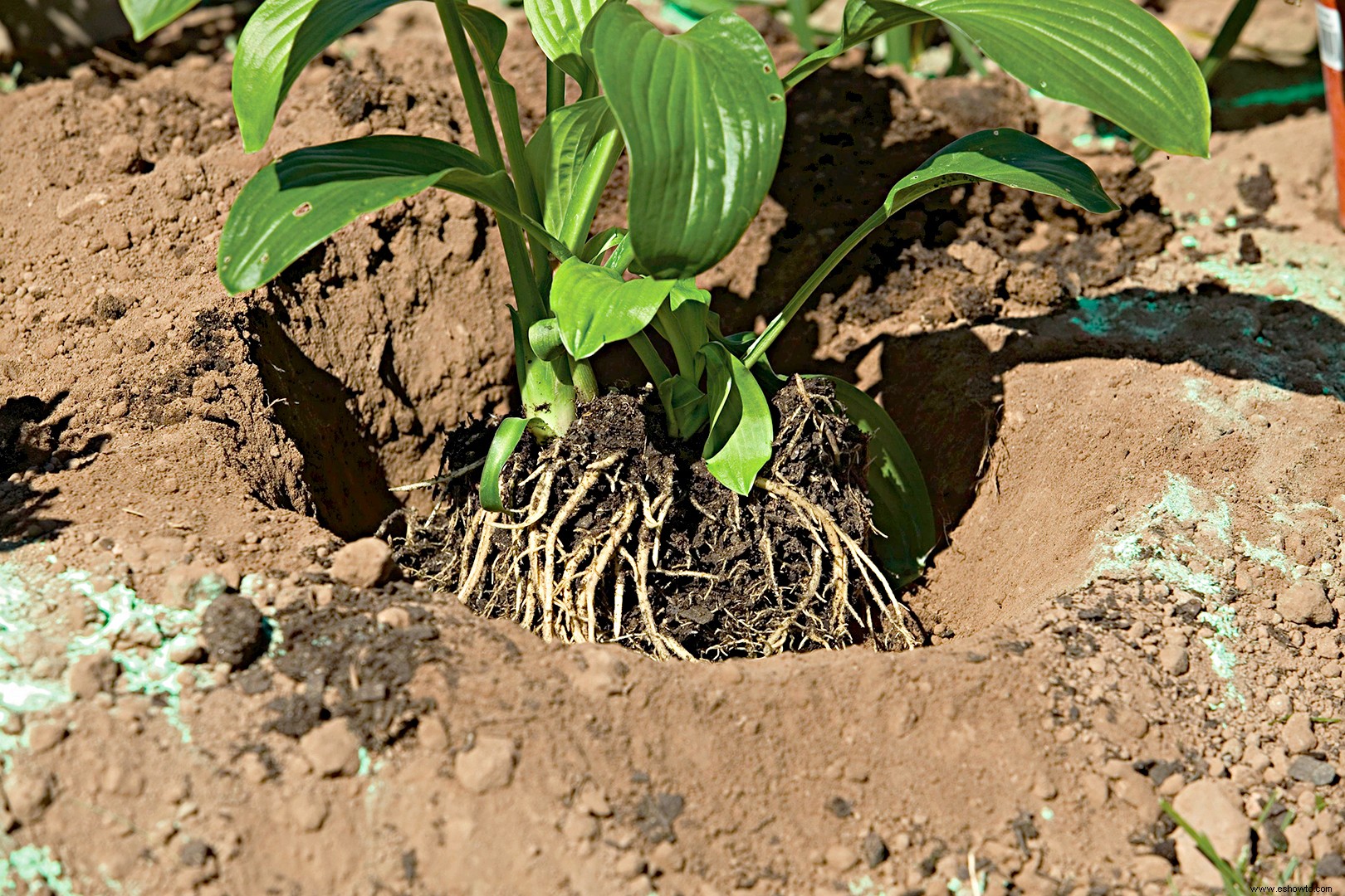 Guía de plantación de plantas perennes 