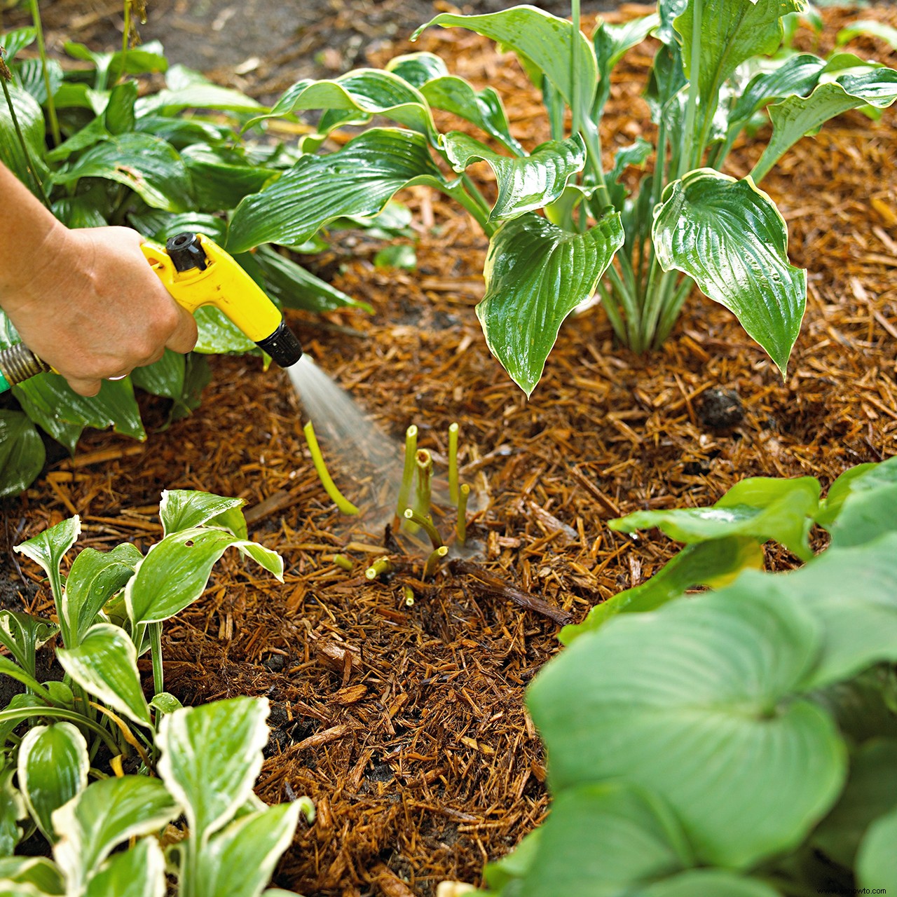 Guía de plantación de plantas perennes 