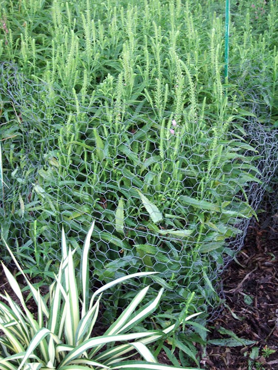 Replanteo y entrenamiento de plantas perennes 