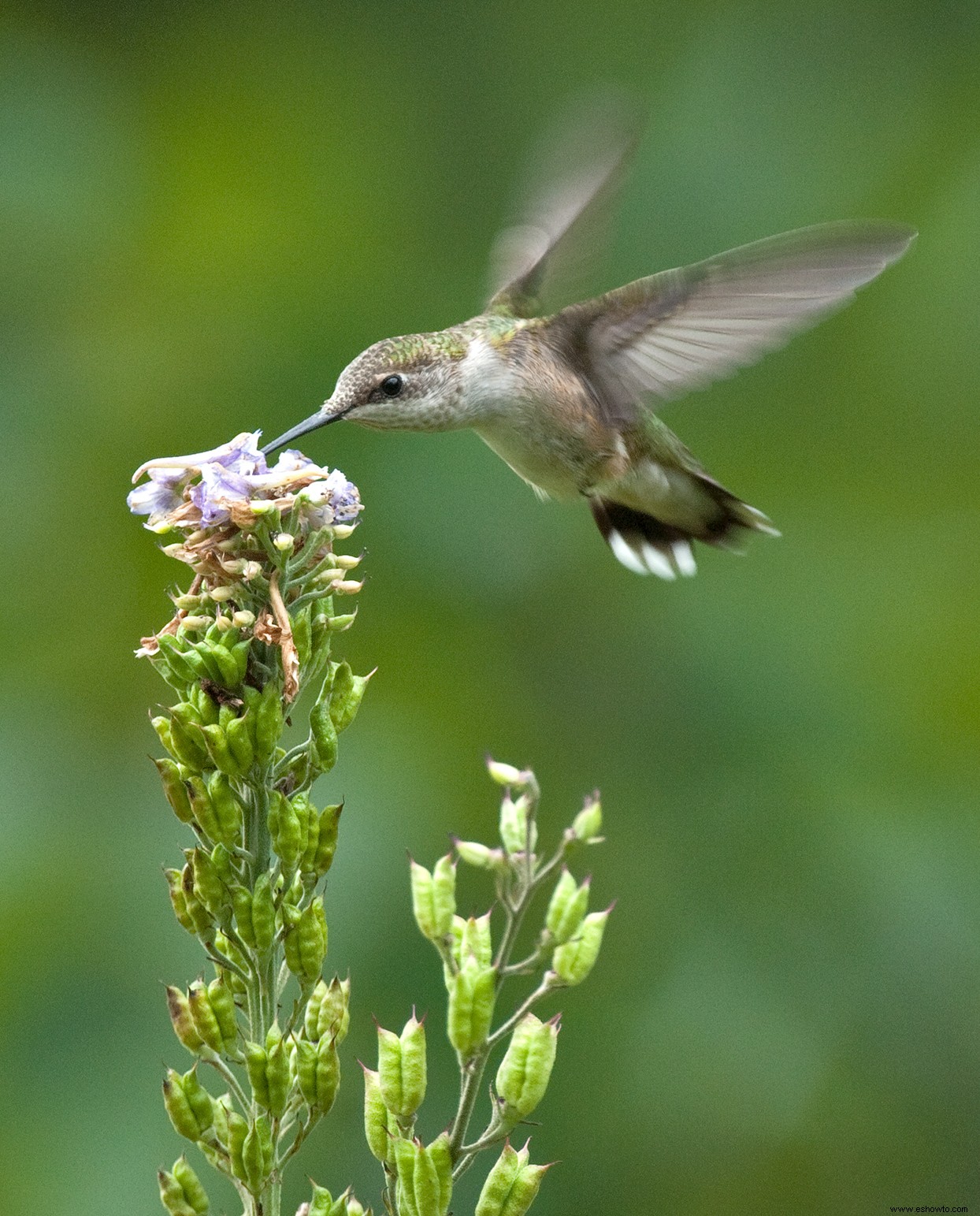 Las mejores maneras de atraer colibríes a su jardín 
