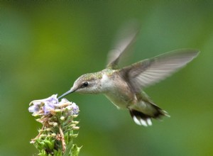 Cómo atraer colibríes a tu jardín: Mejores plantas, diseño y consejos expertos