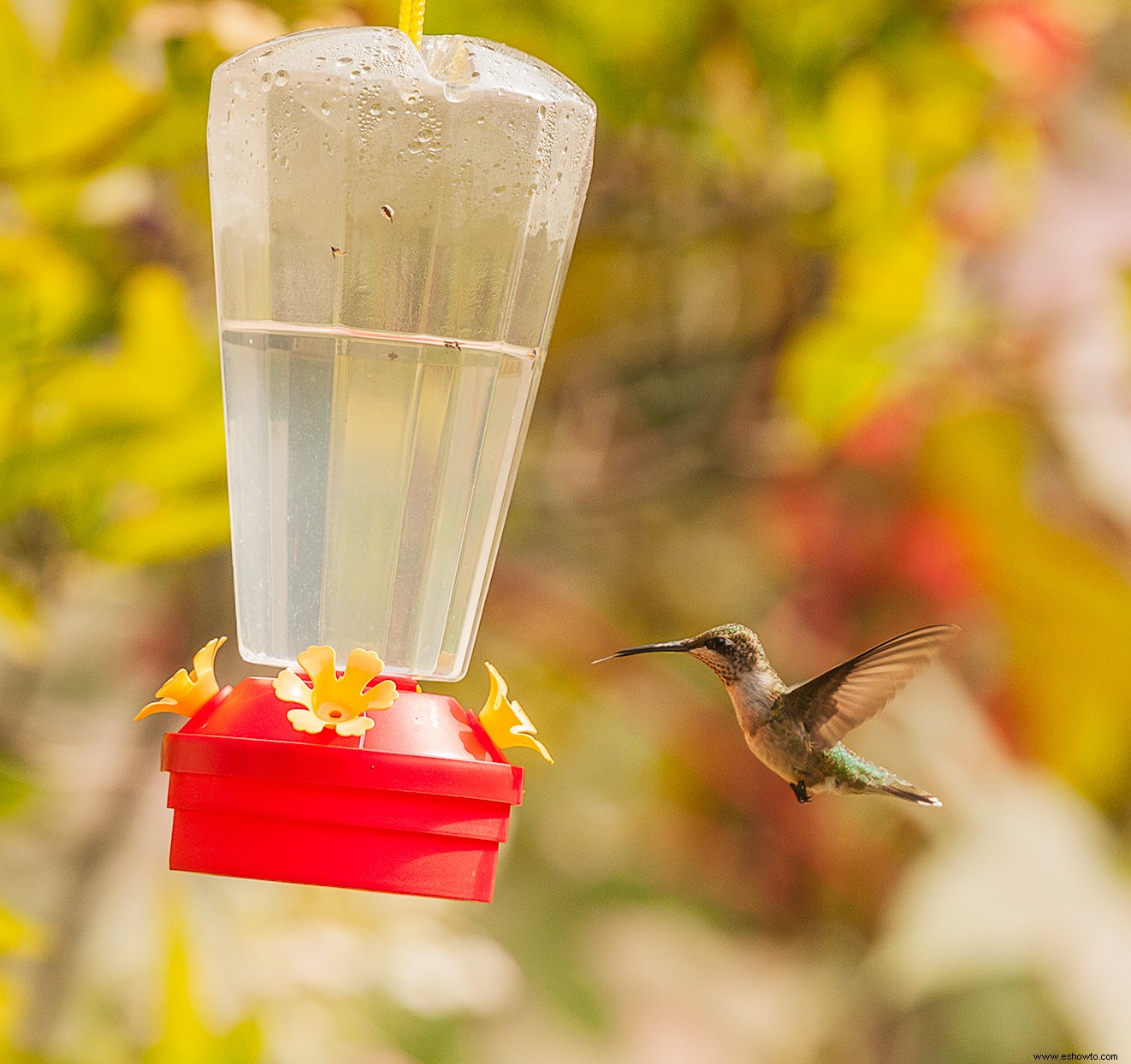 Las mejores maneras de atraer colibríes a su jardín 