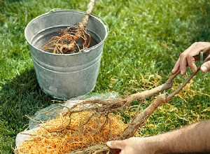 Guía Completa de Cuidados para Árboles y Arbustos: Plantación, Poda y Mantenimiento